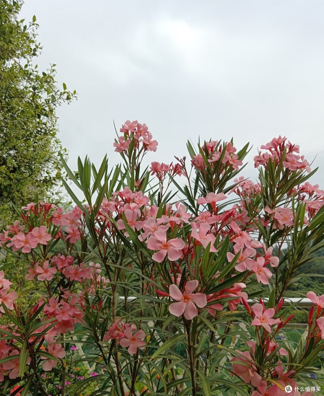 家里的5种“霉运花草”,赶紧搬走,小心福气远离