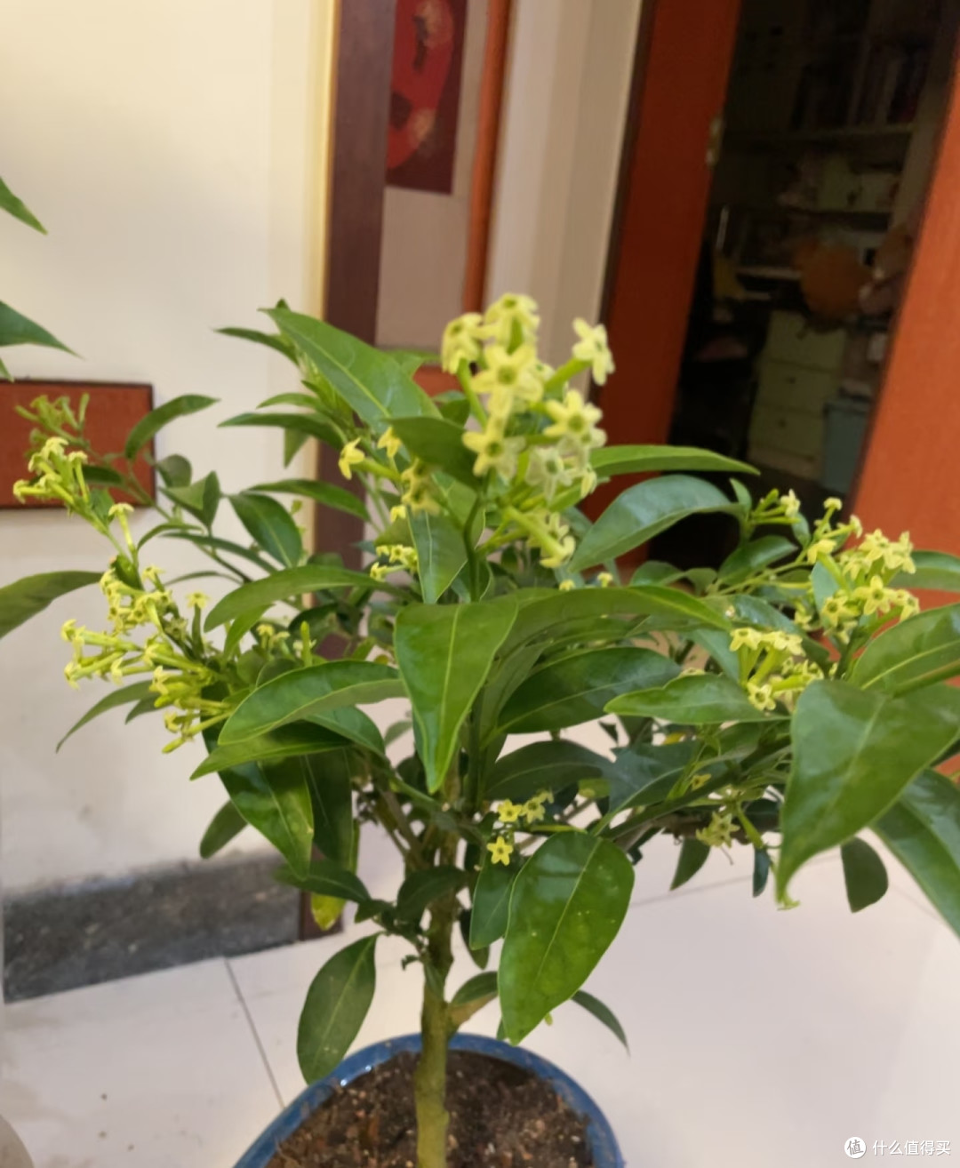 家里的5种“霉运花草”,赶紧搬走,小心福气远离
