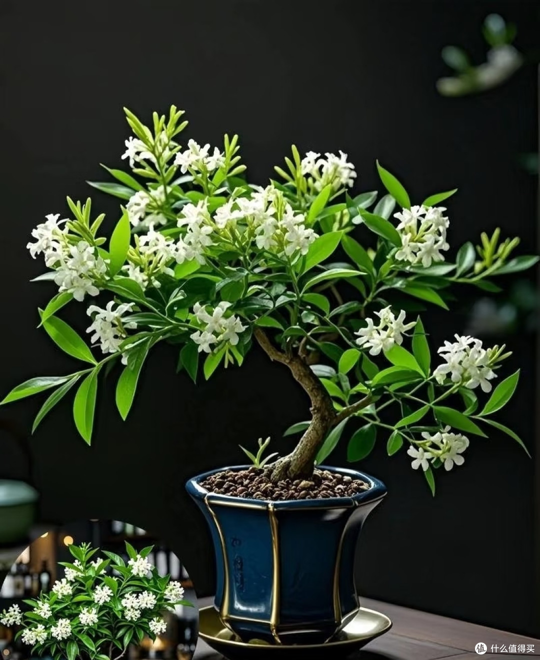 家里的5种“霉运花草”,赶紧搬走,小心福气远离
