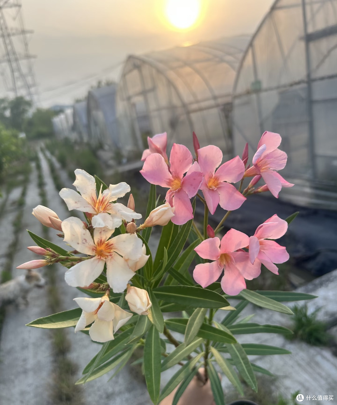家里的5种“霉运花草”,赶紧搬走,小心福气远离
