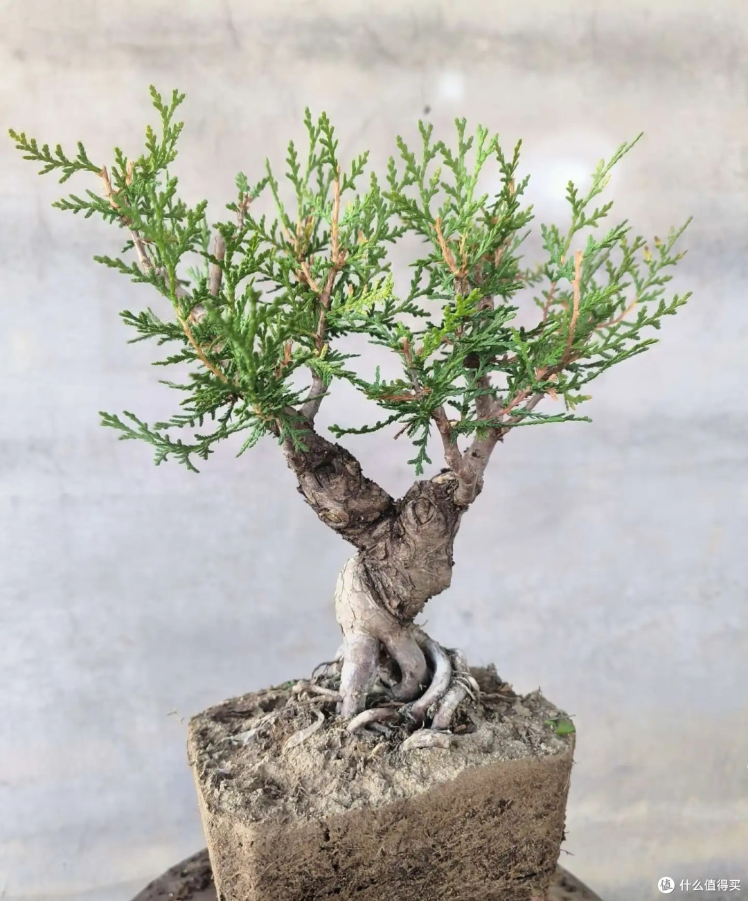 家里的5种“霉运花草”,赶紧搬走,小心福气远离