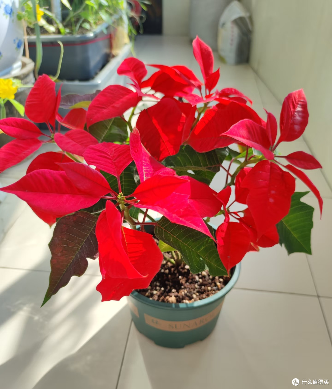 家里的5种“霉运花草”,赶紧搬走,小心福气远离