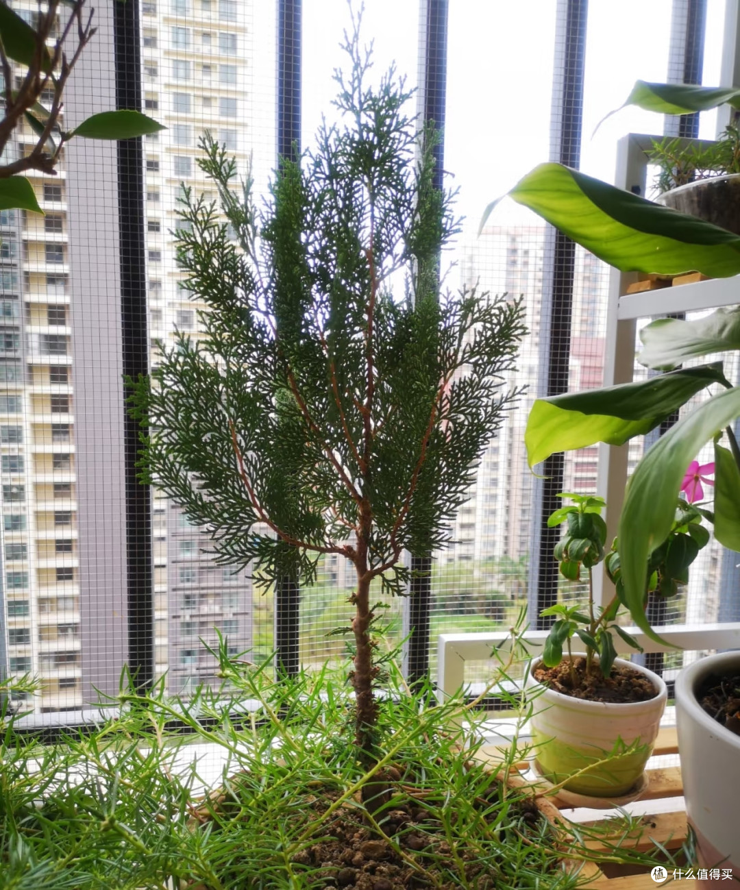 家里的5种“霉运花草”,赶紧搬走,小心福气远离