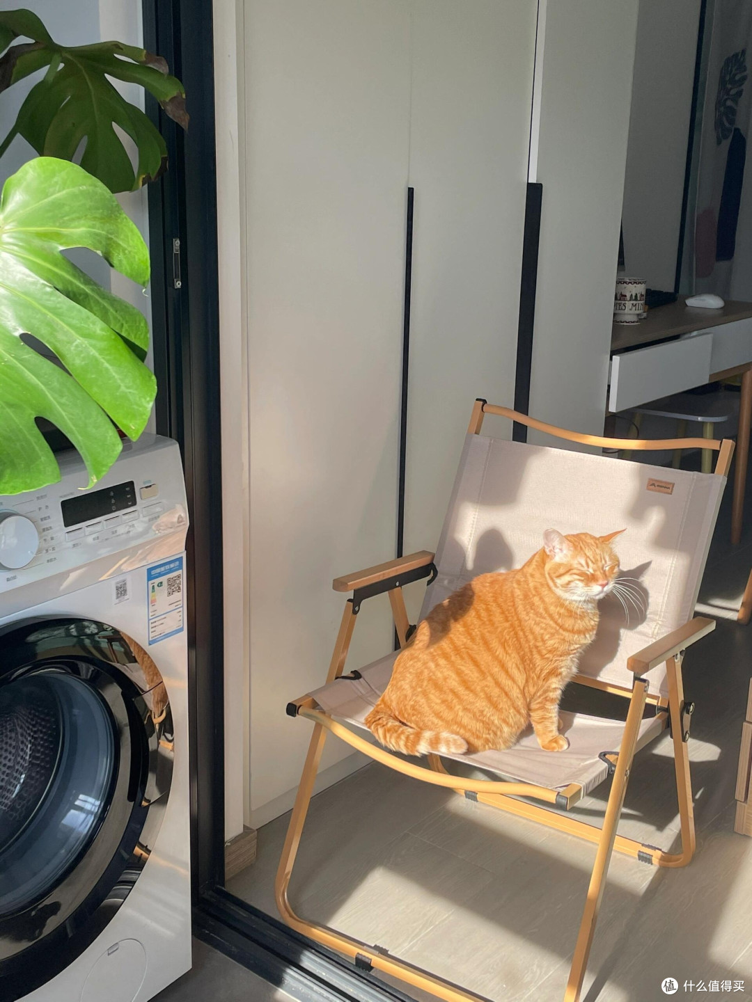 养猫三年，学会自愈与松弛