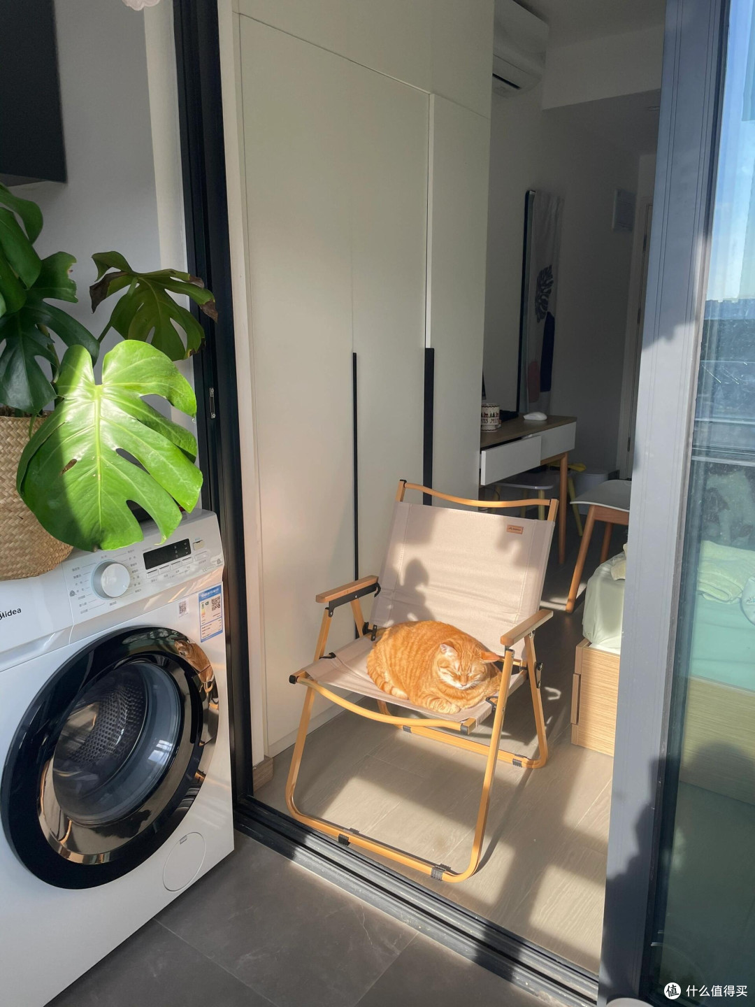 猫咪教会我的生活智慧