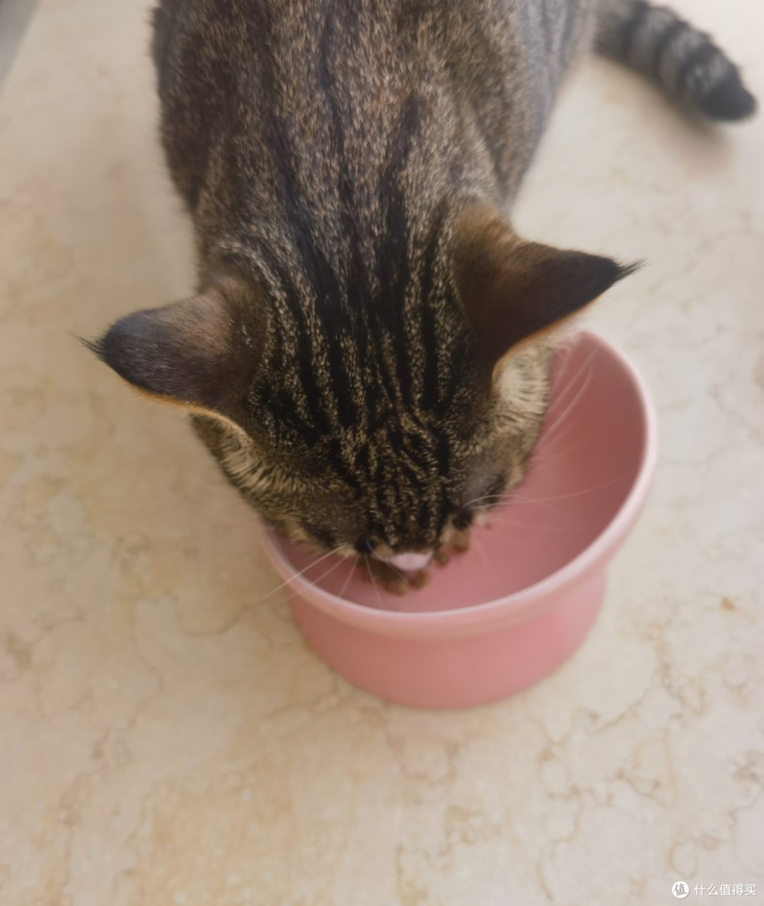 我家猫真的很会生活：从“挑食怪”到“发腮小圆脸”，全靠这口粮