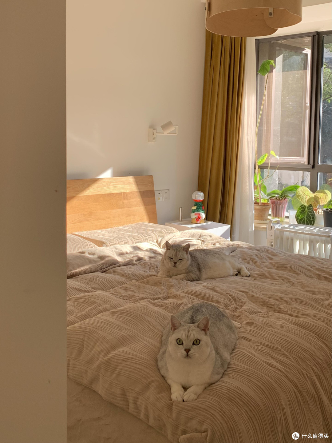 养猫三年，学会猫咪的生活哲学