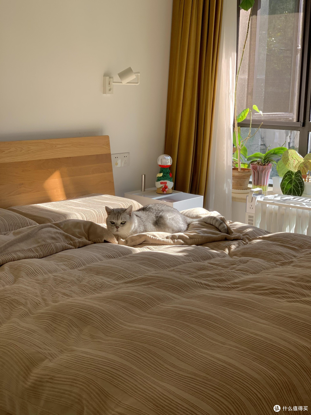 养猫三年,学会猫咪的生活哲学