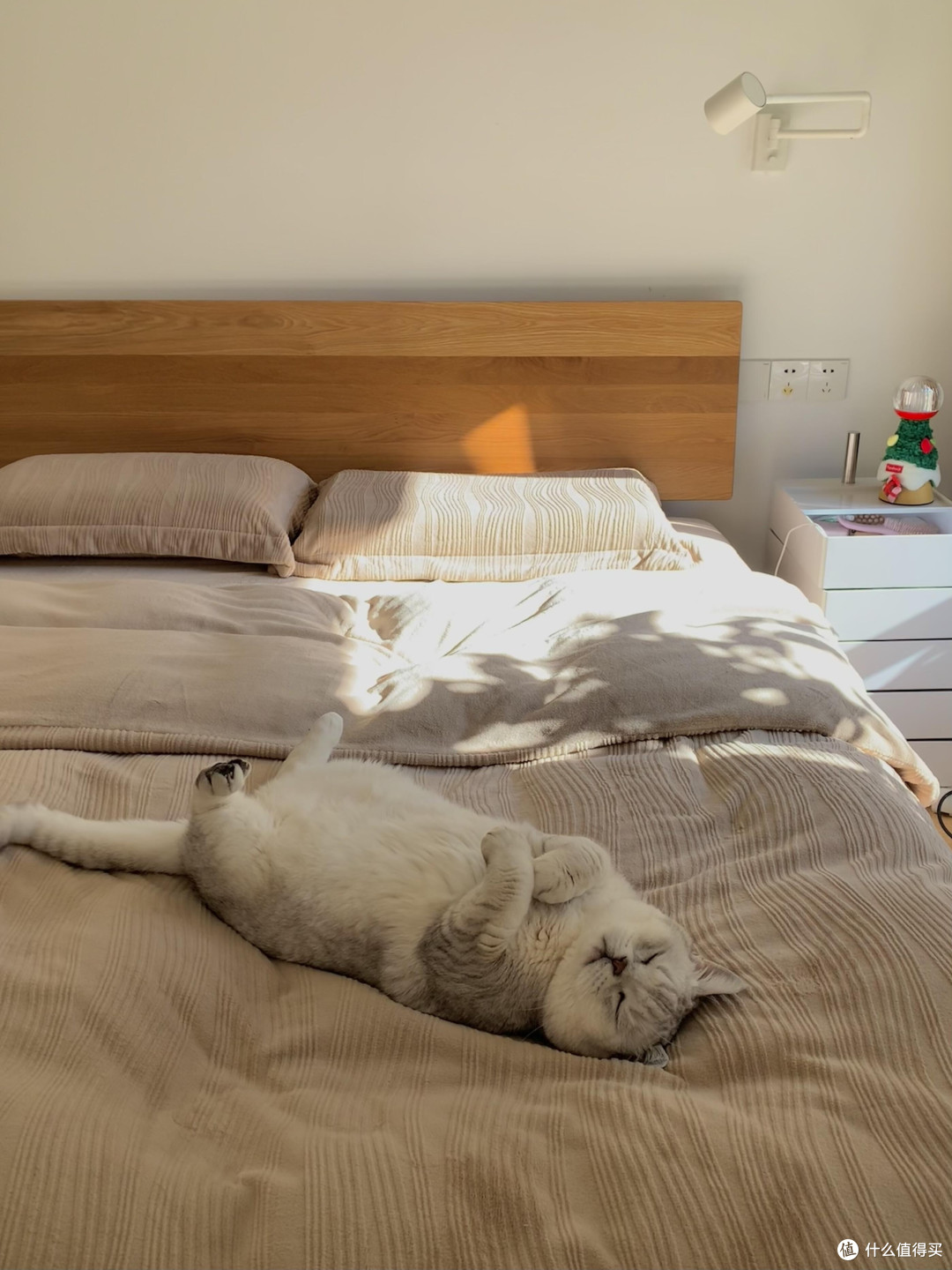 养猫三年,学会猫咪的生活哲学