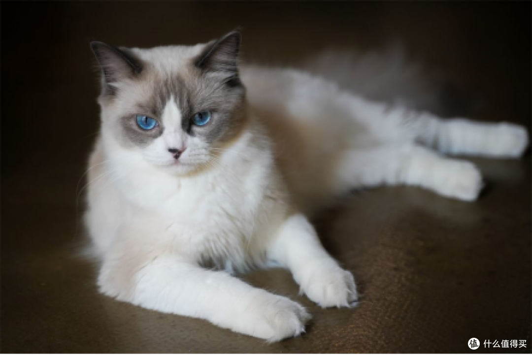 第一次养猫怎么选猫粮?2026年10款热门猫粮真实对比清单