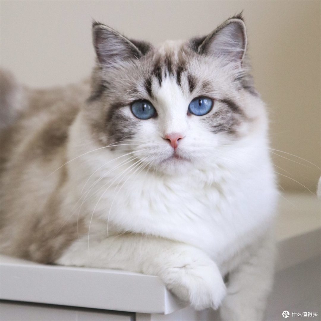 6月新手第一袋猫粮怎么选？从全价粮、配料表到试吃反馈讲清楚