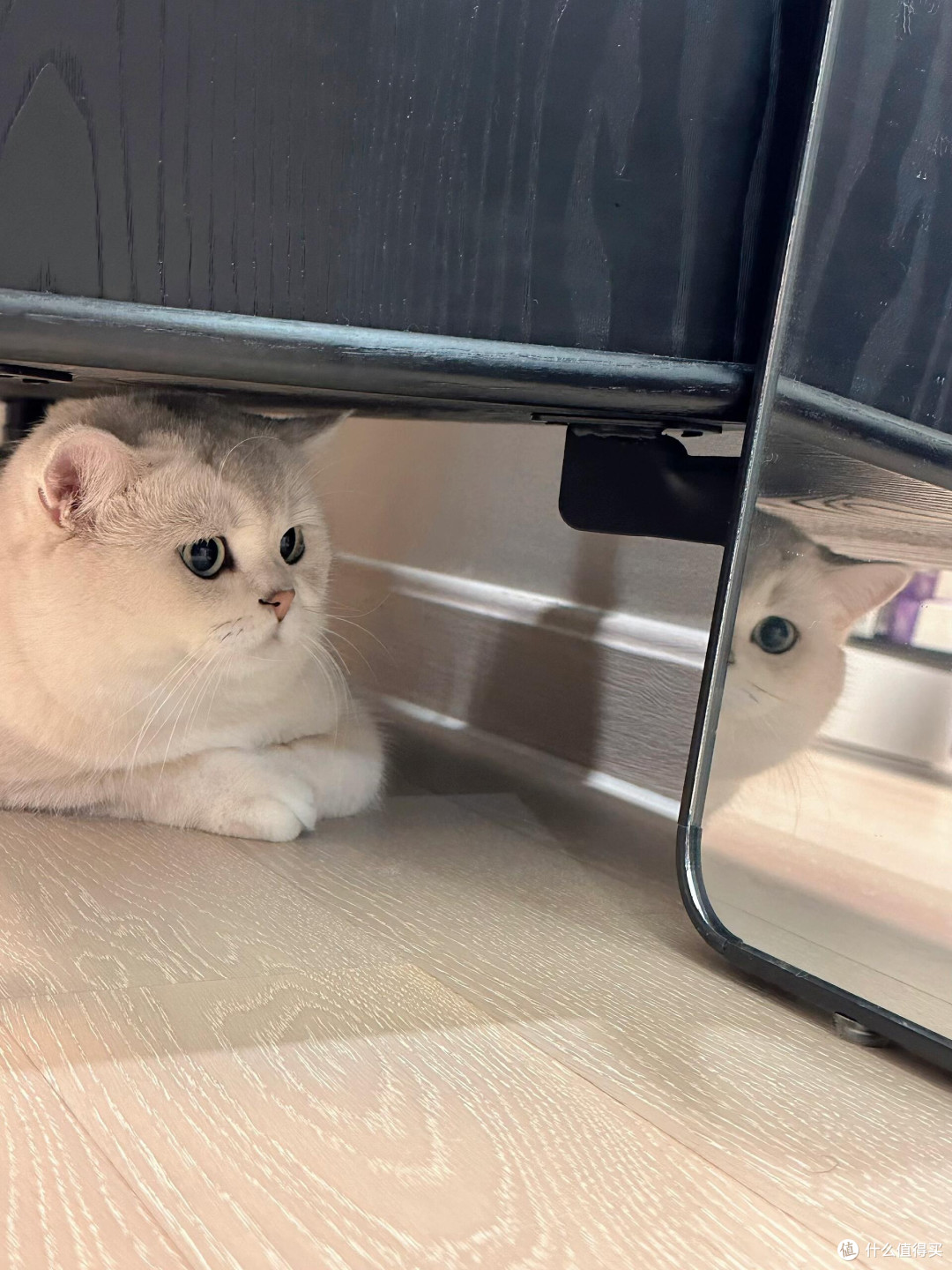 向阳自愈，猫咪教会我的生活哲学