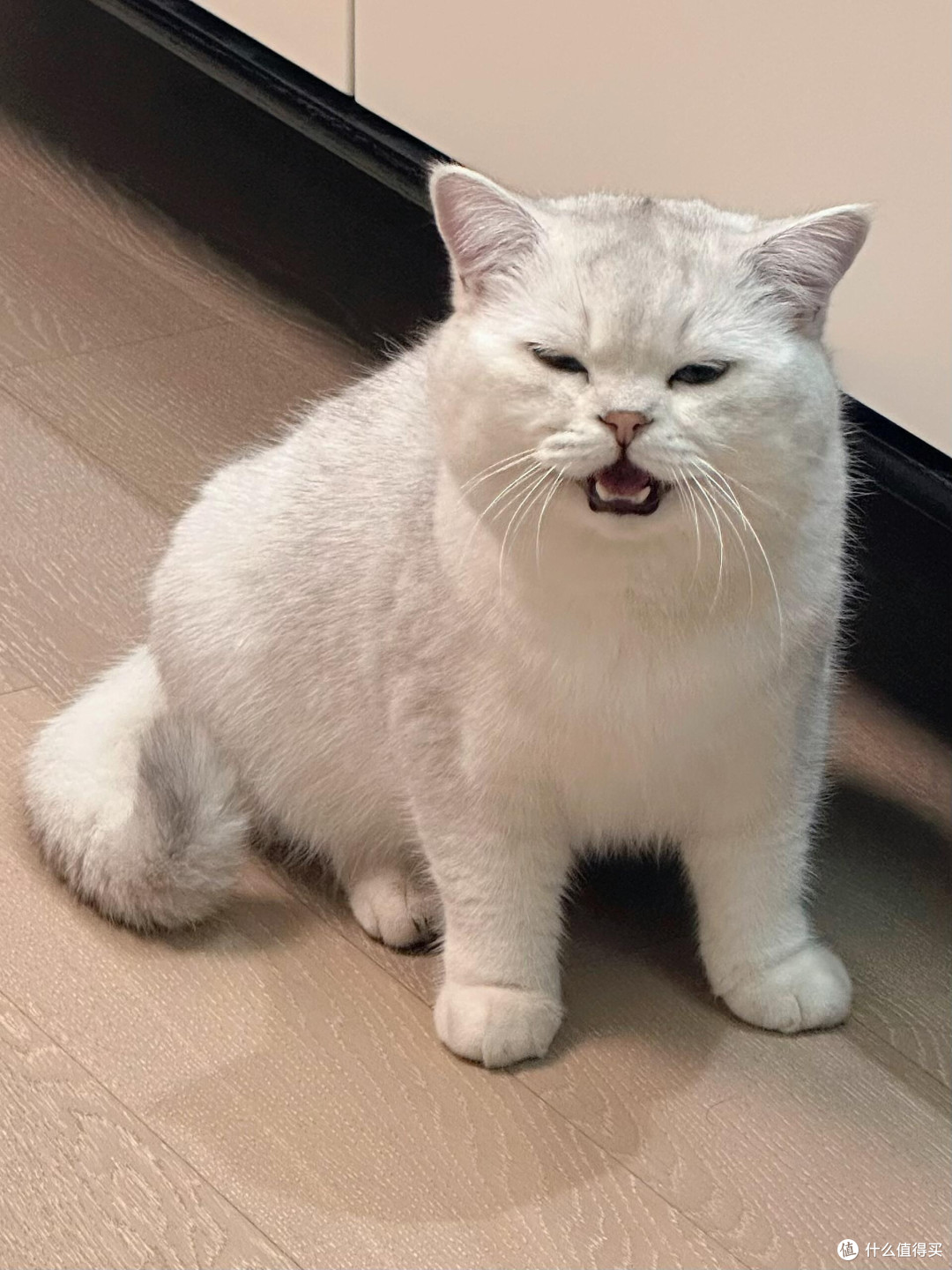 向阳自愈,猫咪教会我的生活哲学
