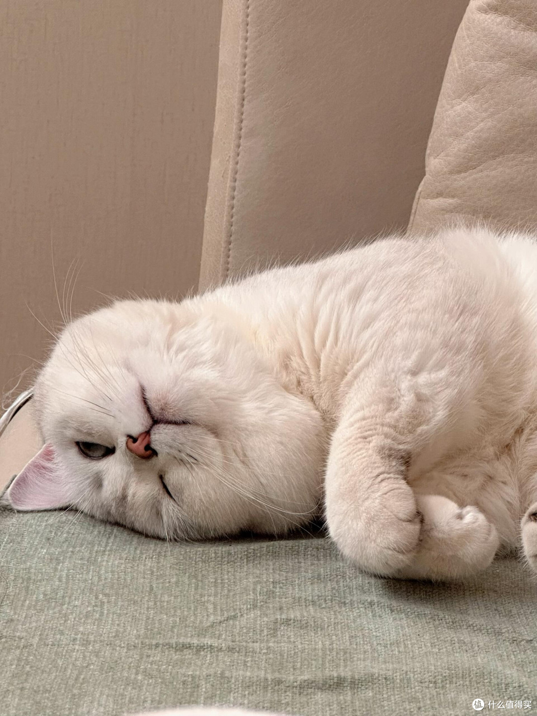 向阳自愈,猫咪教会我的生活哲学