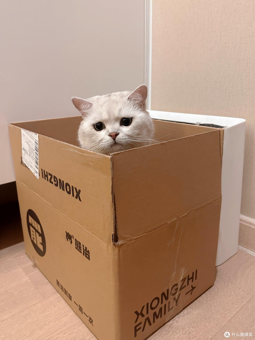 向阳自愈,猫咪教会我的生活哲学