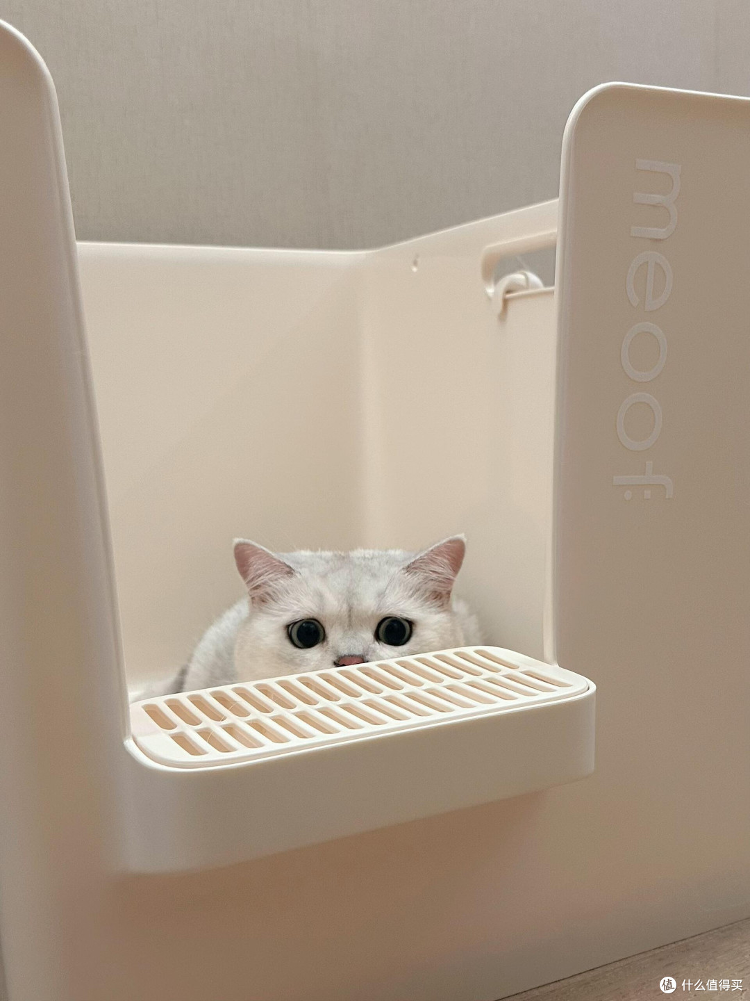 向阳自愈,猫咪教会我的生活哲学