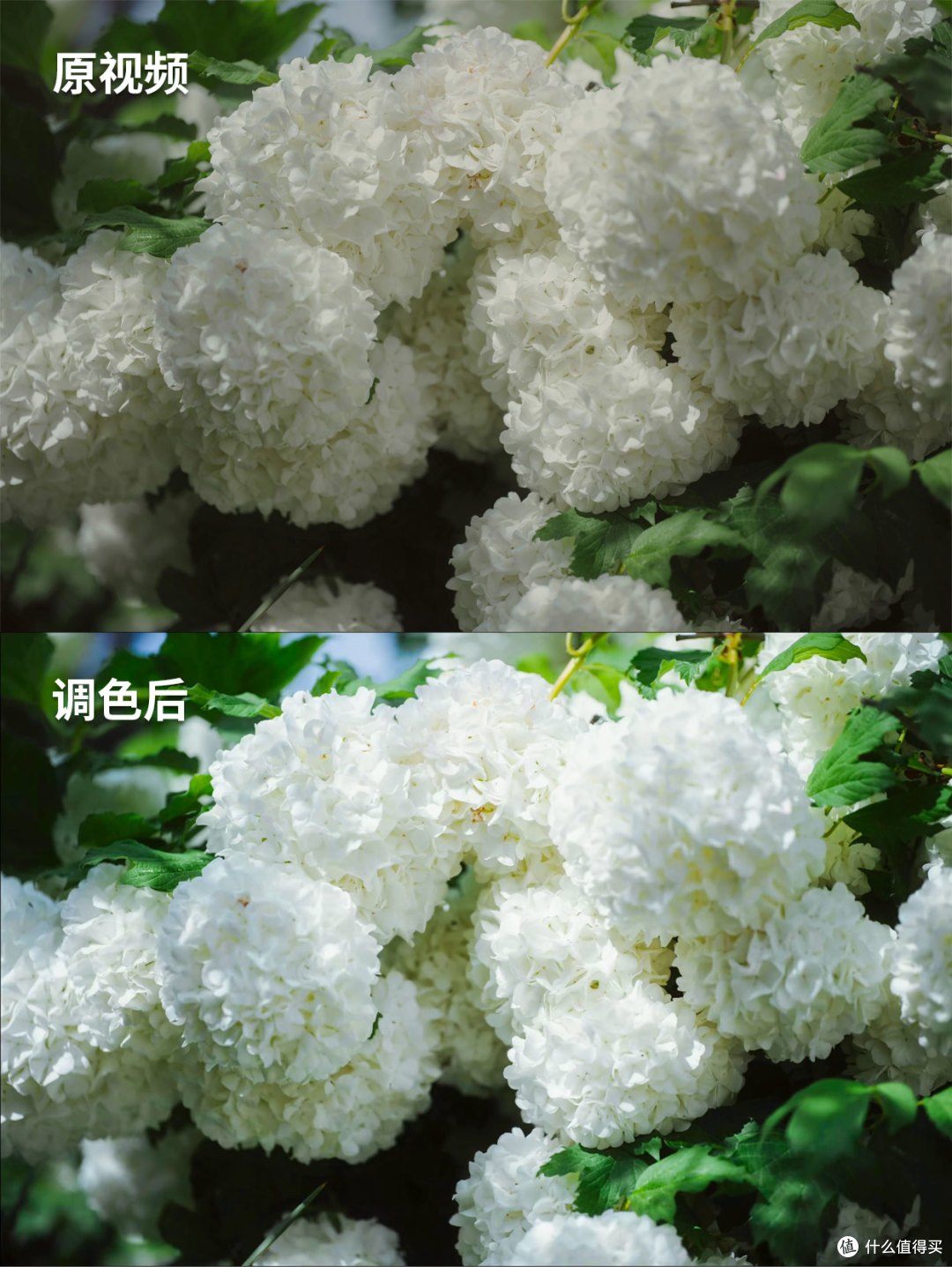 如何还原Log模式视频？从手机到电脑的全平台调色技巧