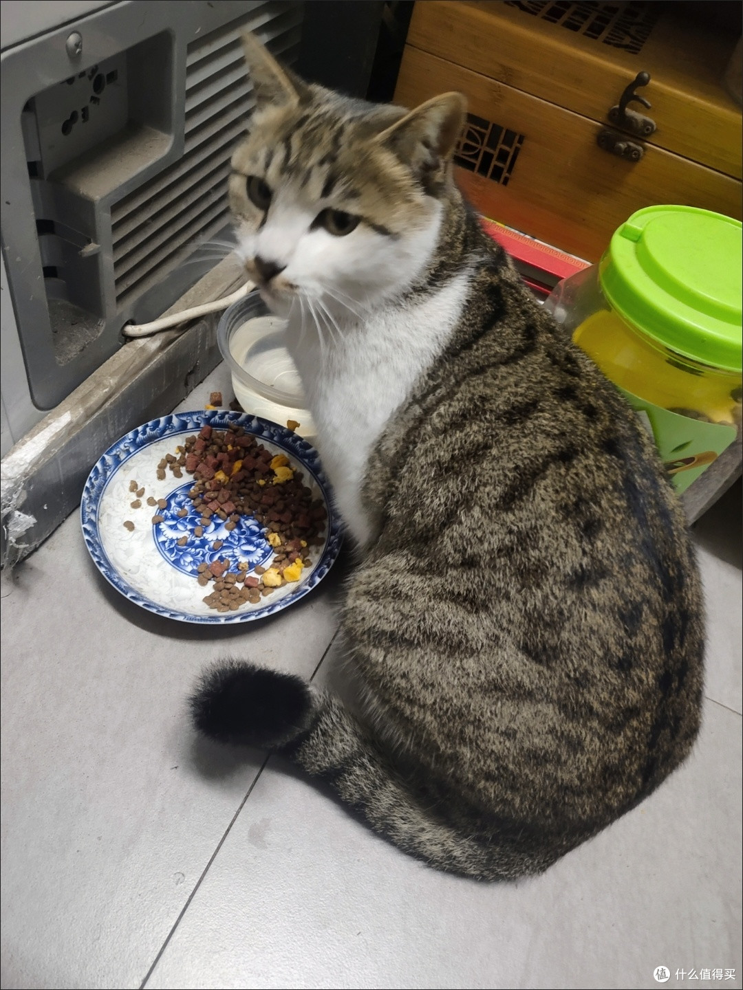 实用养猫好物分享:无谷猫粮与软头梳