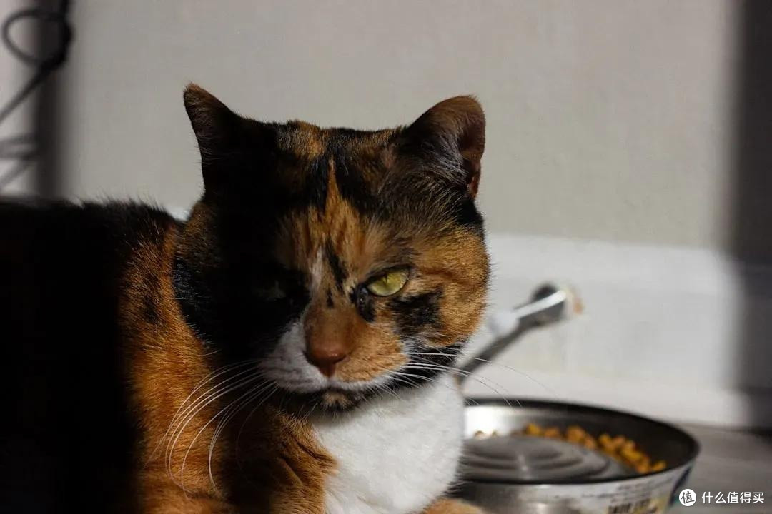我家猫的精致日常