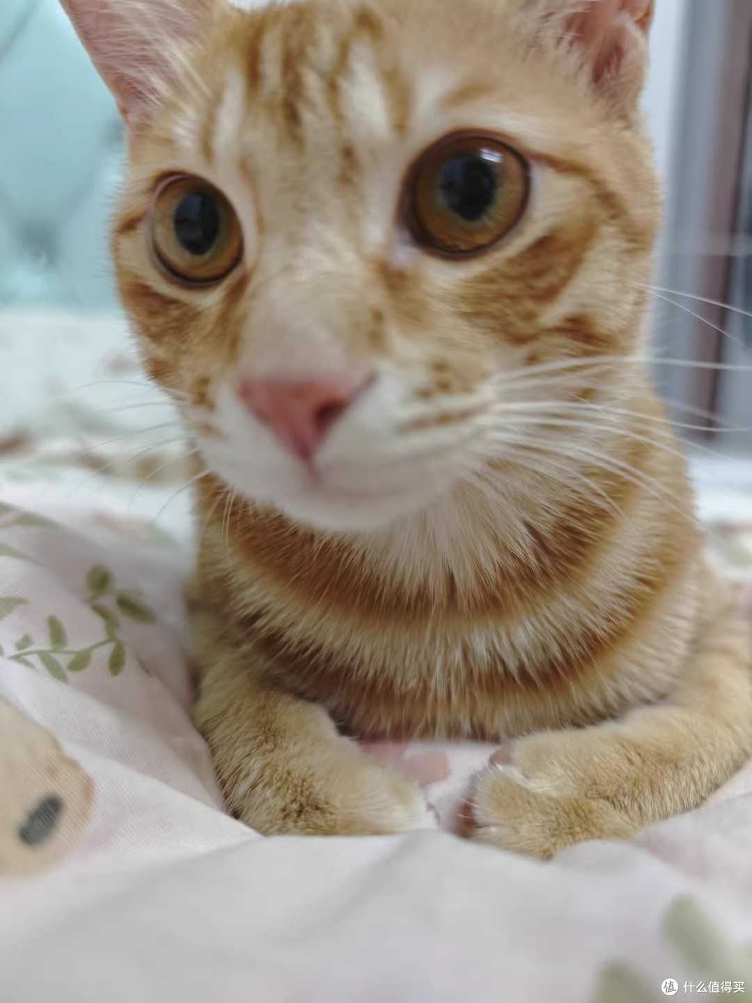 喂了两个月蓝氏猎鸟乳鸽冻干猫粮:挑食猫也肯低头吃饭