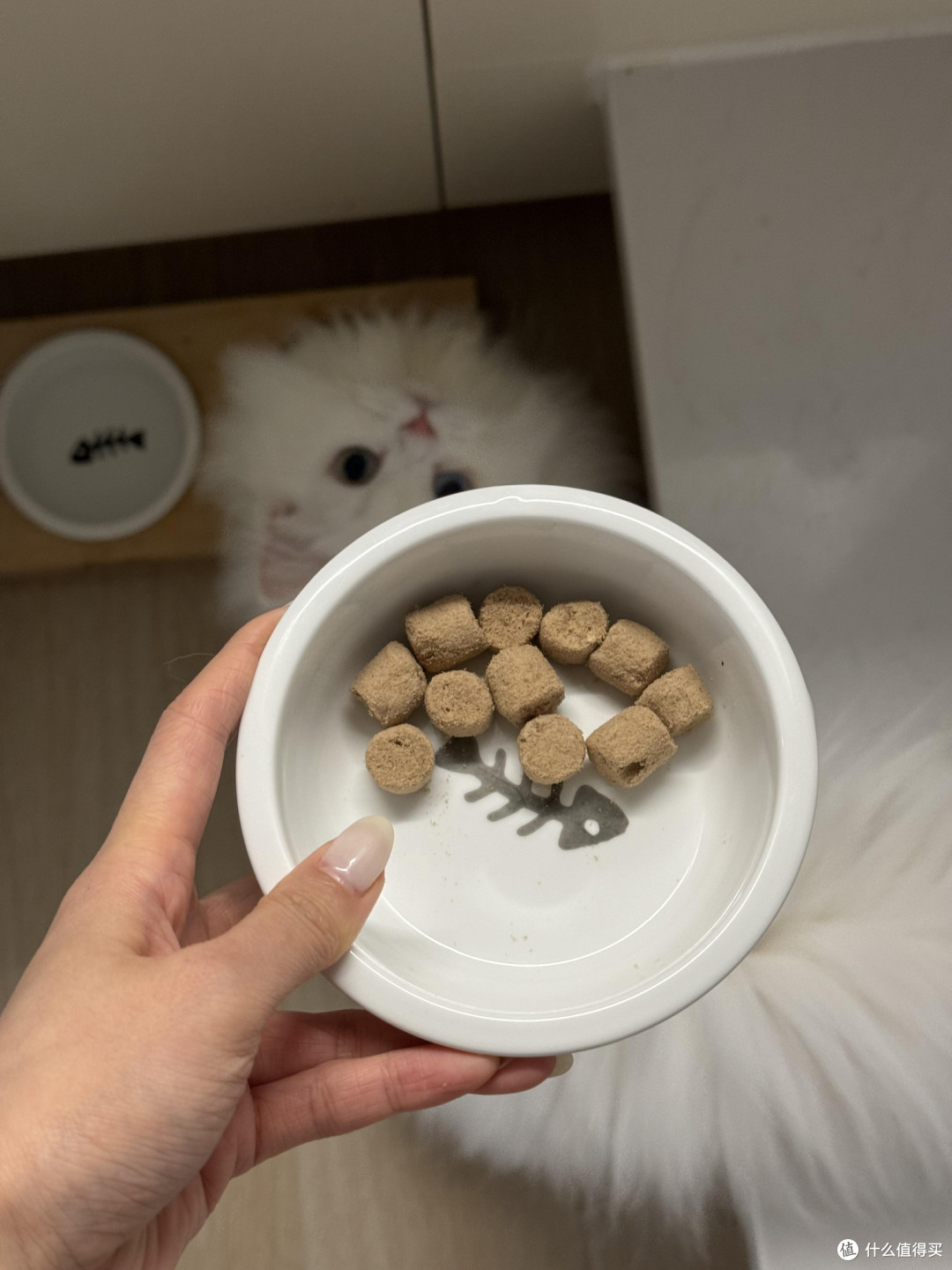 精细化养猫：从饮食到作息的全面呵护