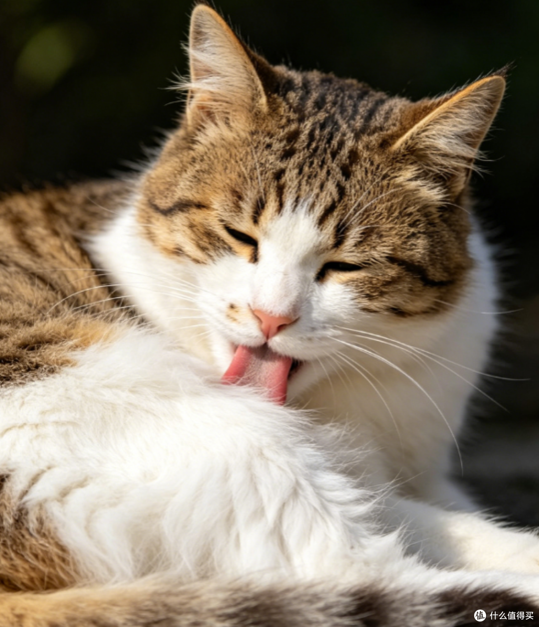 普通小猫的日常,活得比谁都懂生活