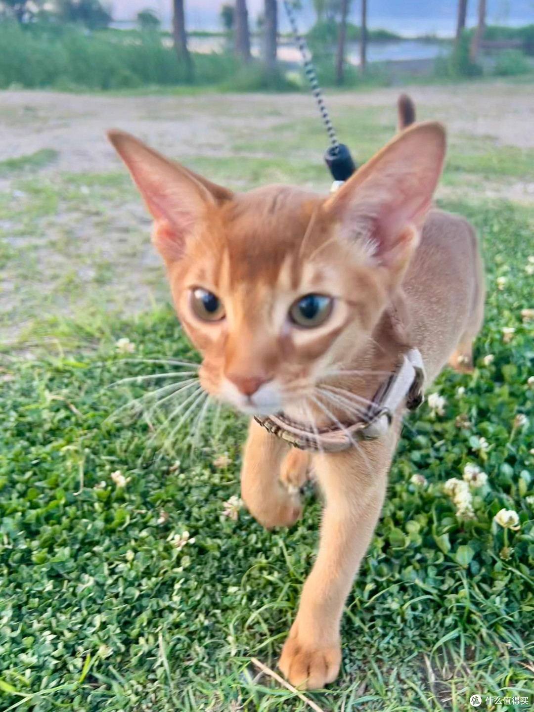 科学养猫:专属餐具与定制玩具