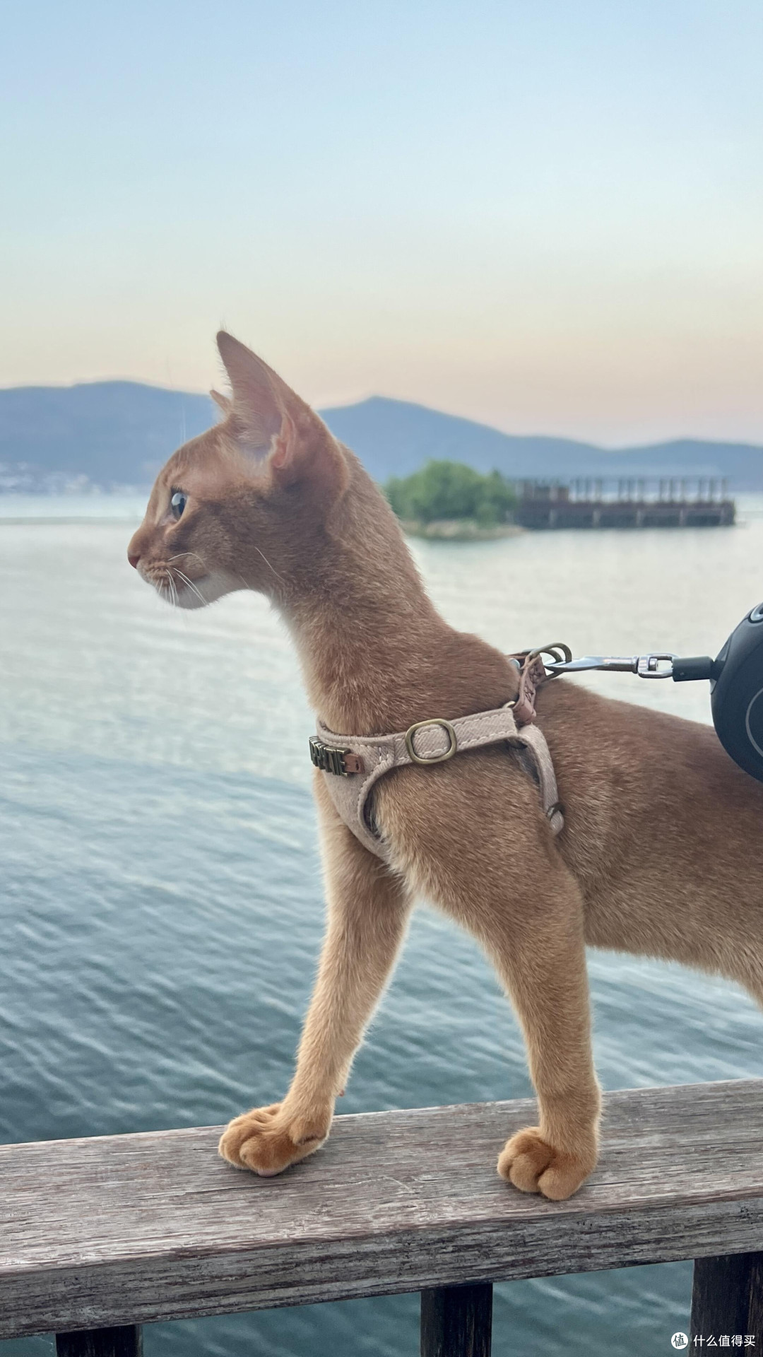 科学养猫：专属餐具与定制玩具