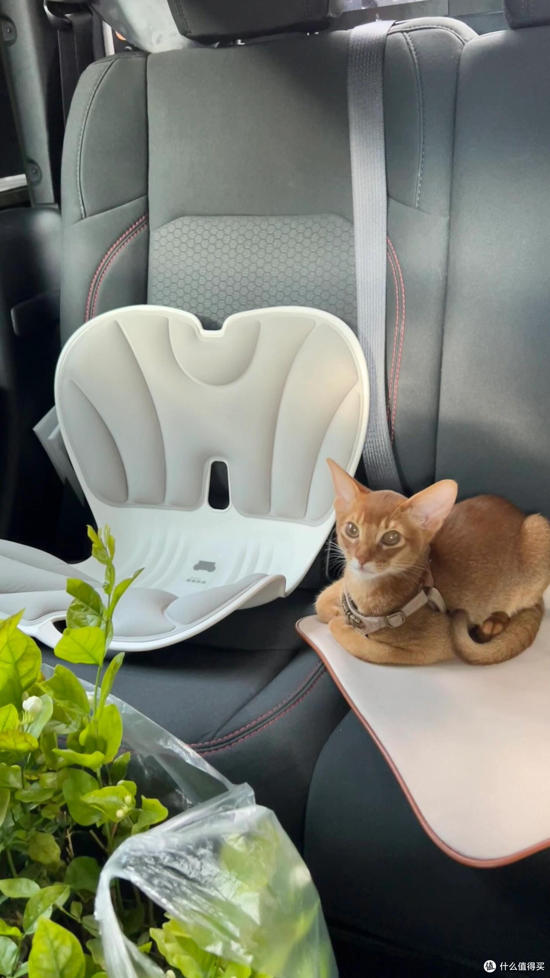 科学养猫:专属餐具与定制玩具
