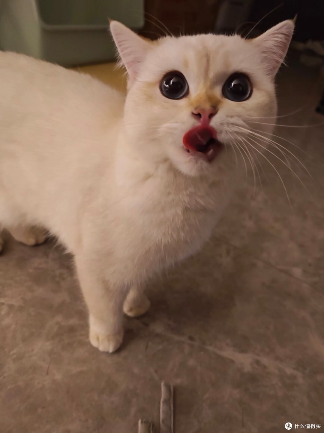  牧野奇迹鹌鹑奶心猫粮｜猫咪主动干饭的秘密