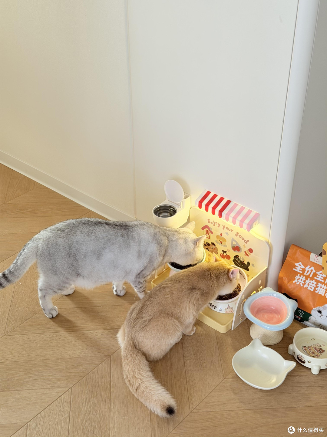 专属餐具与定制玩具提升猫咪生活质量
