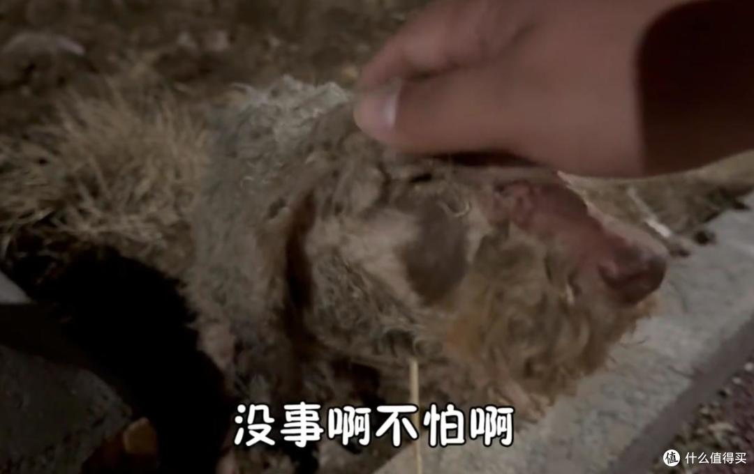 两只伙伴已经没了体温,它还在拼命求助……傻得让人心疼