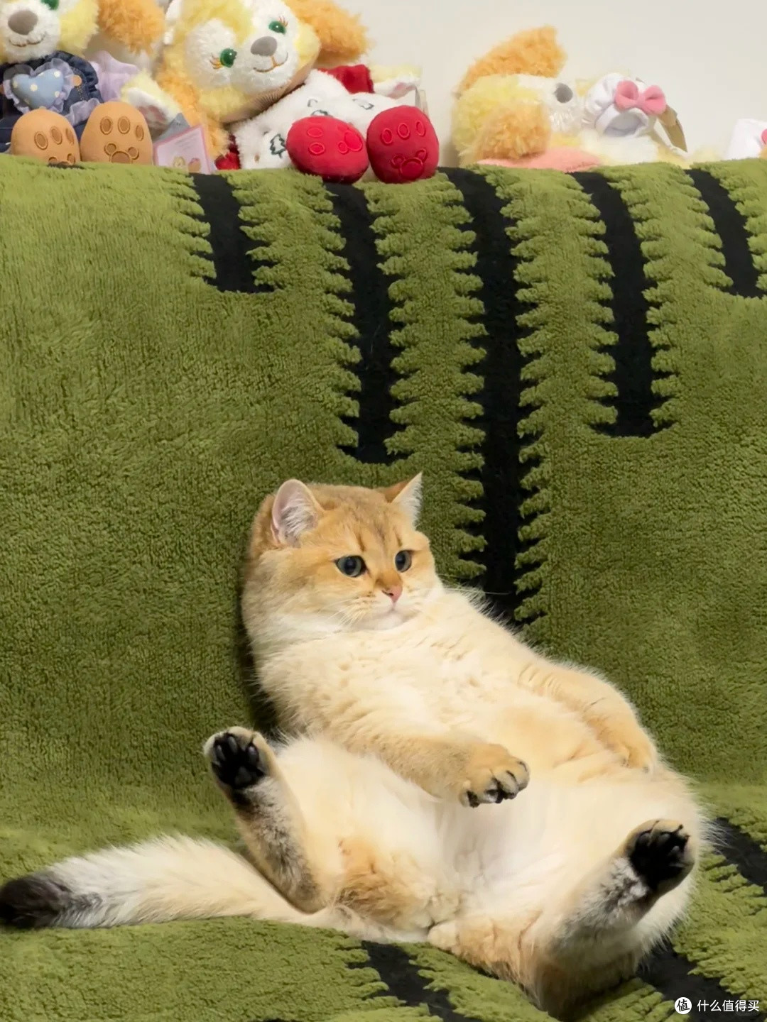 租房养猫，因为猫毛差点被赶走…直到我换了这台自集尘吸尘器