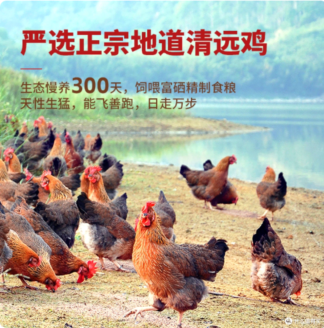 凤中皇清远鸡实测：一只真正有“身份”的鸡，值这个价吗？