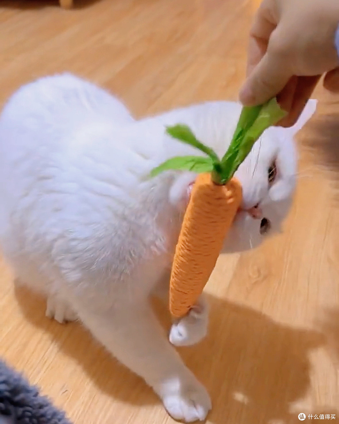 5.9块的逗猫棒,让我猫活成了“啃菜自由”的小少爷!