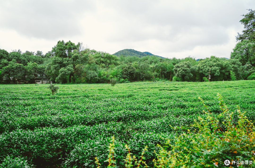 茶园中醒来,松林里入睡。今天是这家火了十多年的酒店