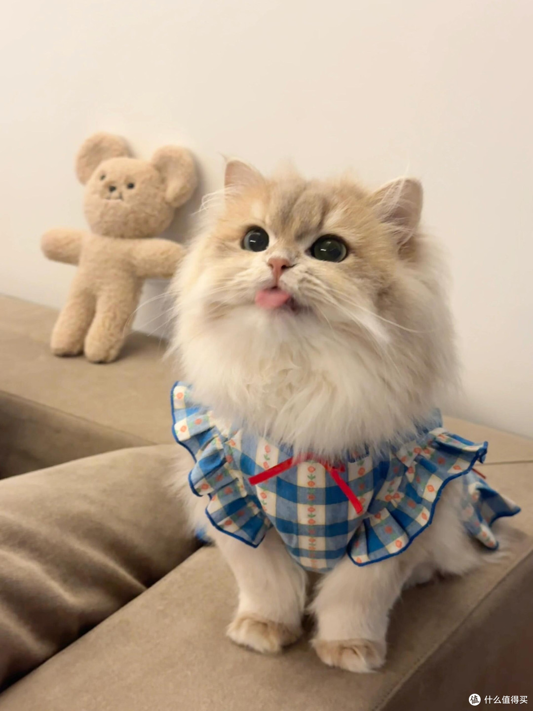 养猫后领悟的精致生活哲学