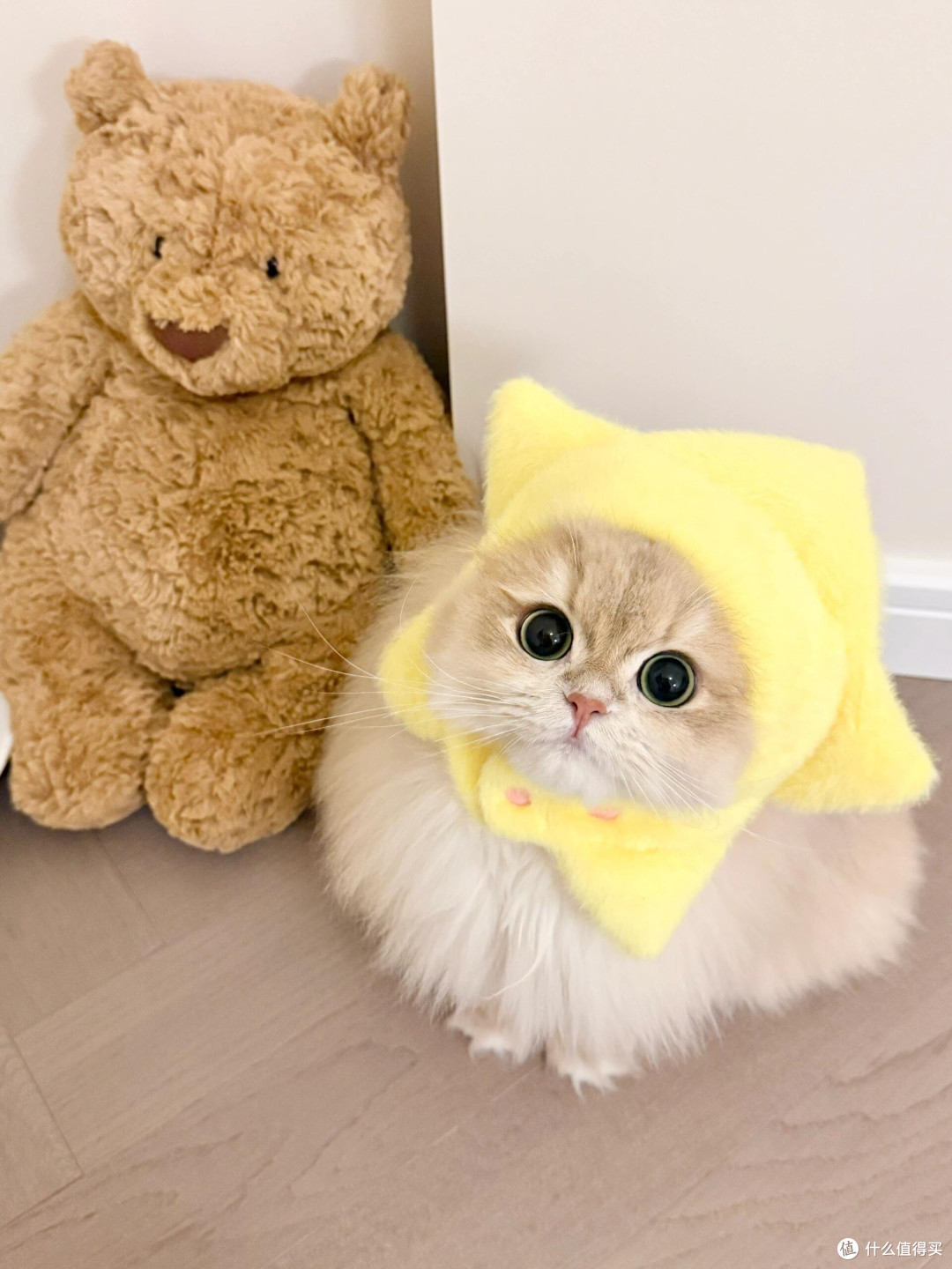 养猫后领悟的精致生活哲学