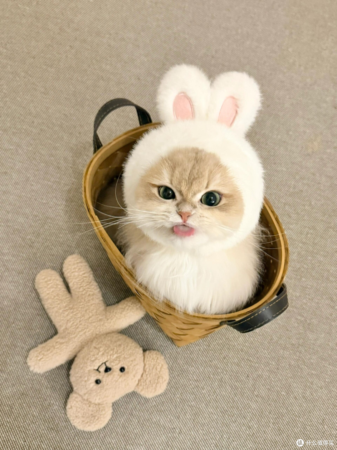 养猫后领悟的精致生活哲学