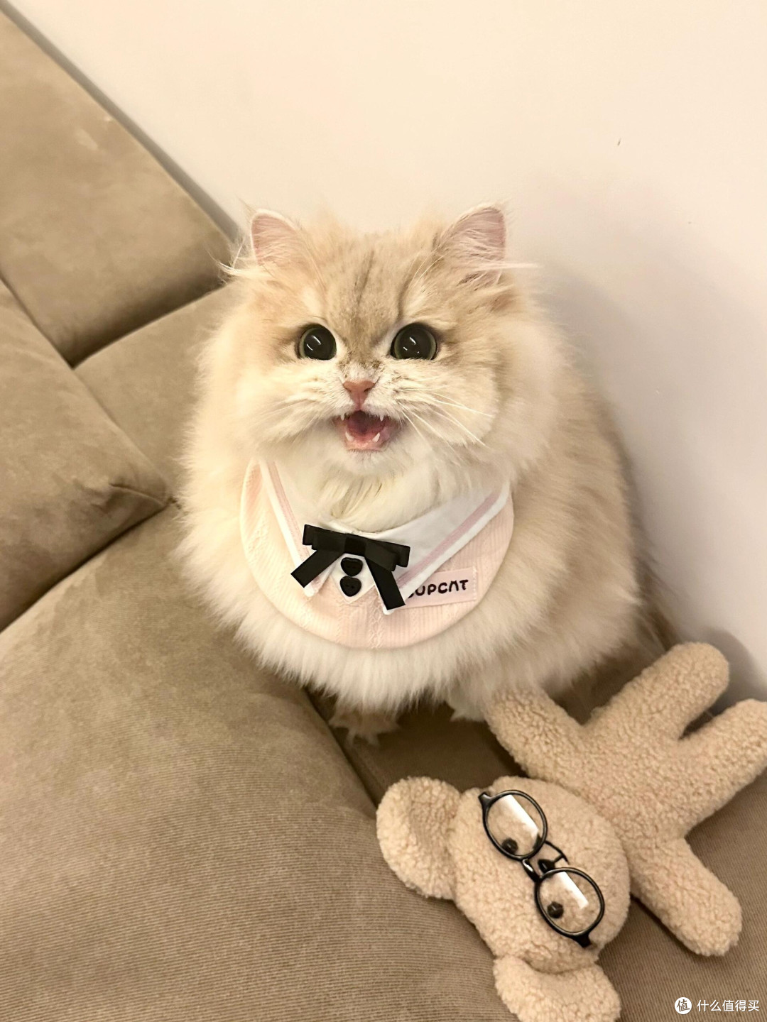 养猫后领悟的精致生活哲学