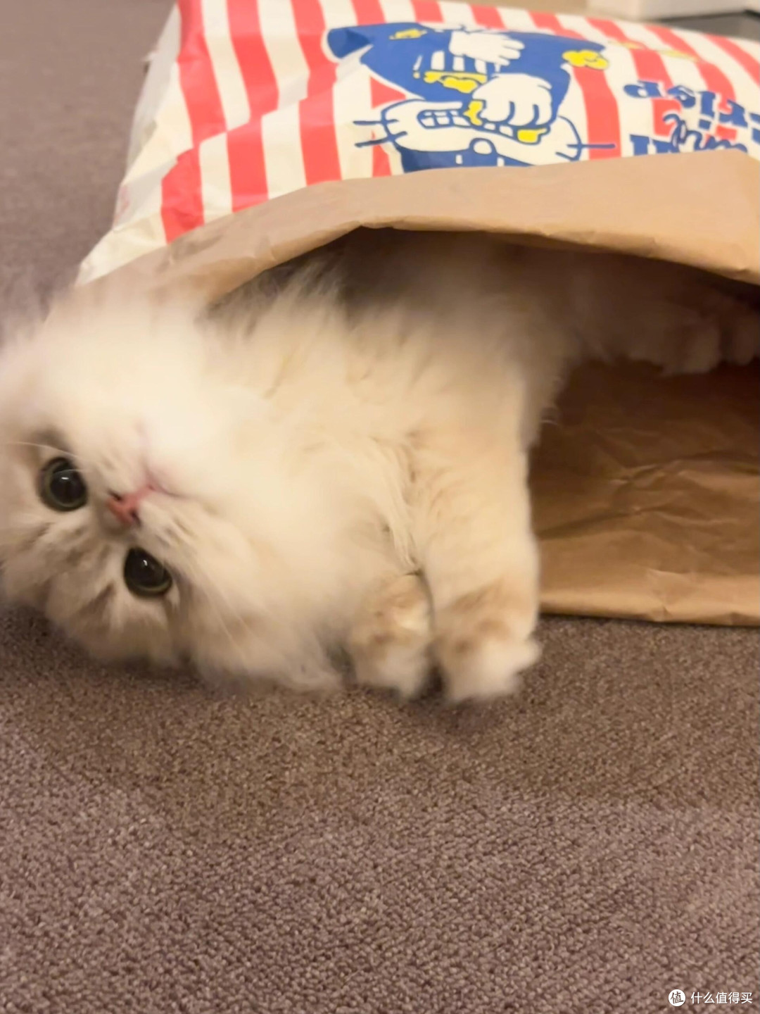 养猫后领悟的精致生活哲学