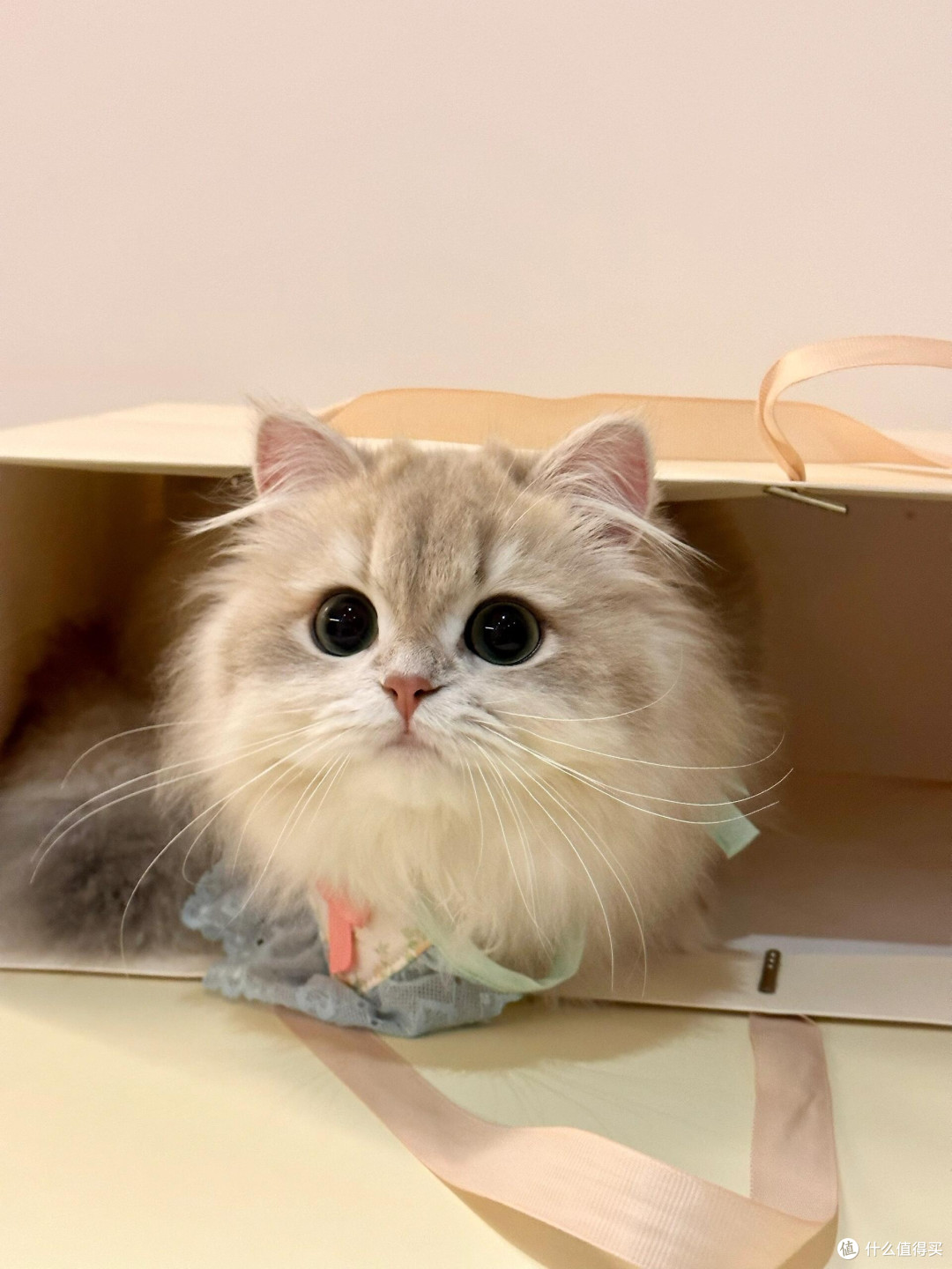 养猫后领悟的精致生活哲学