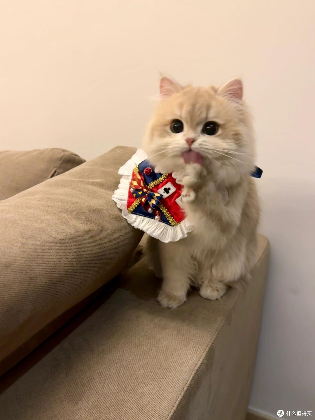 养猫后领悟的精致生活哲学