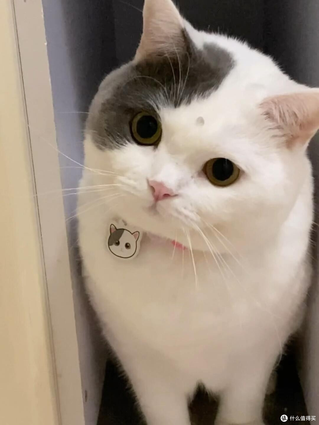科学养猫：专属餐具与定制玩具