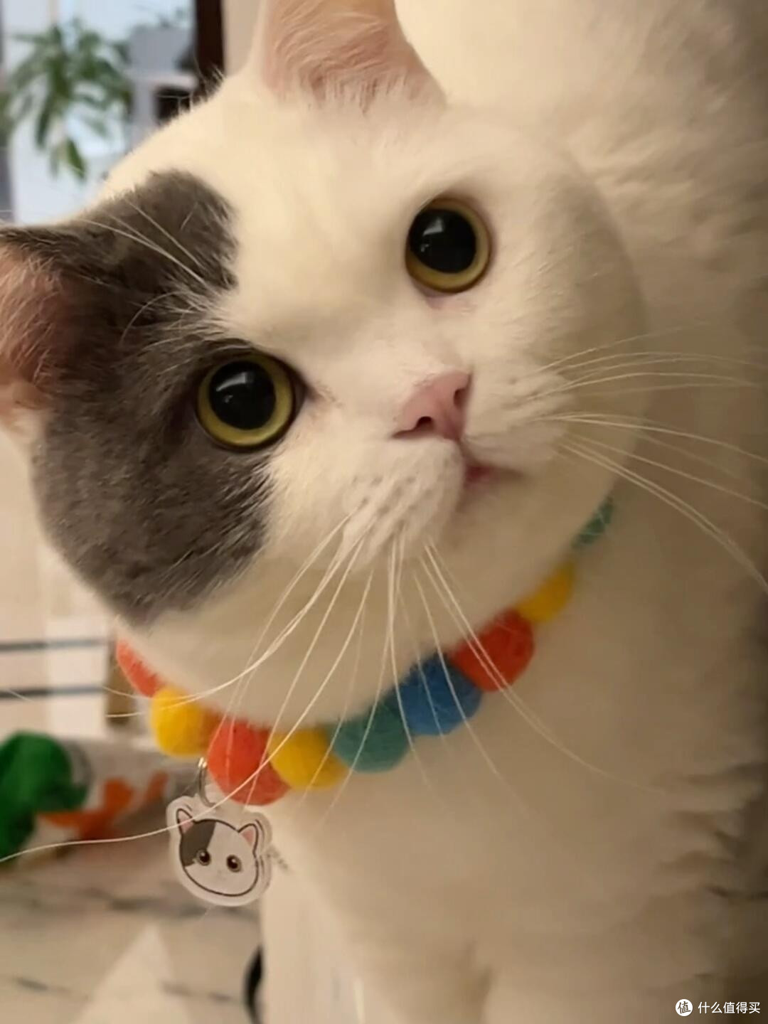 科学养猫:专属餐具与定制玩具