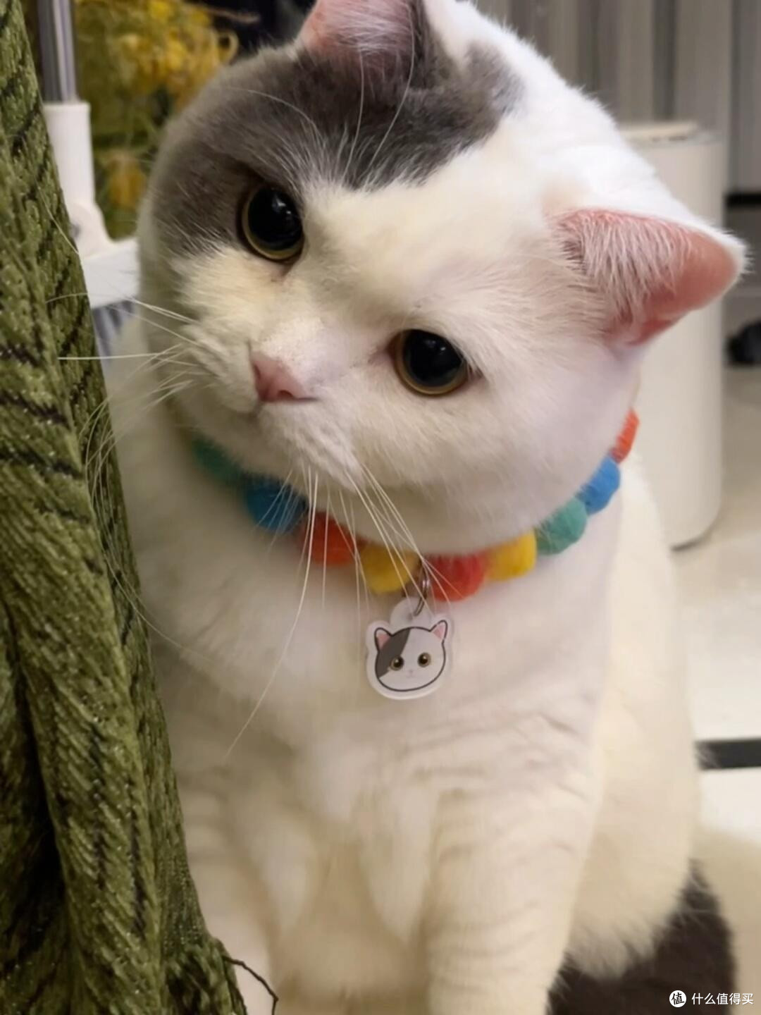 科学养猫:专属餐具与定制玩具