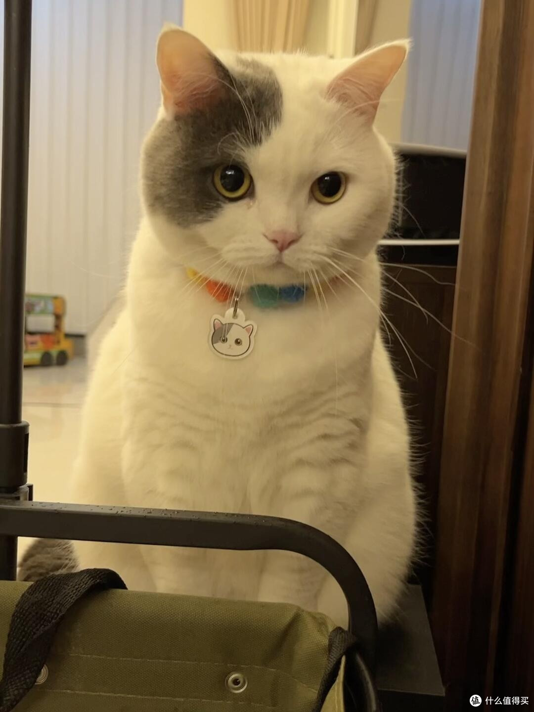 科学养猫:专属餐具与定制玩具