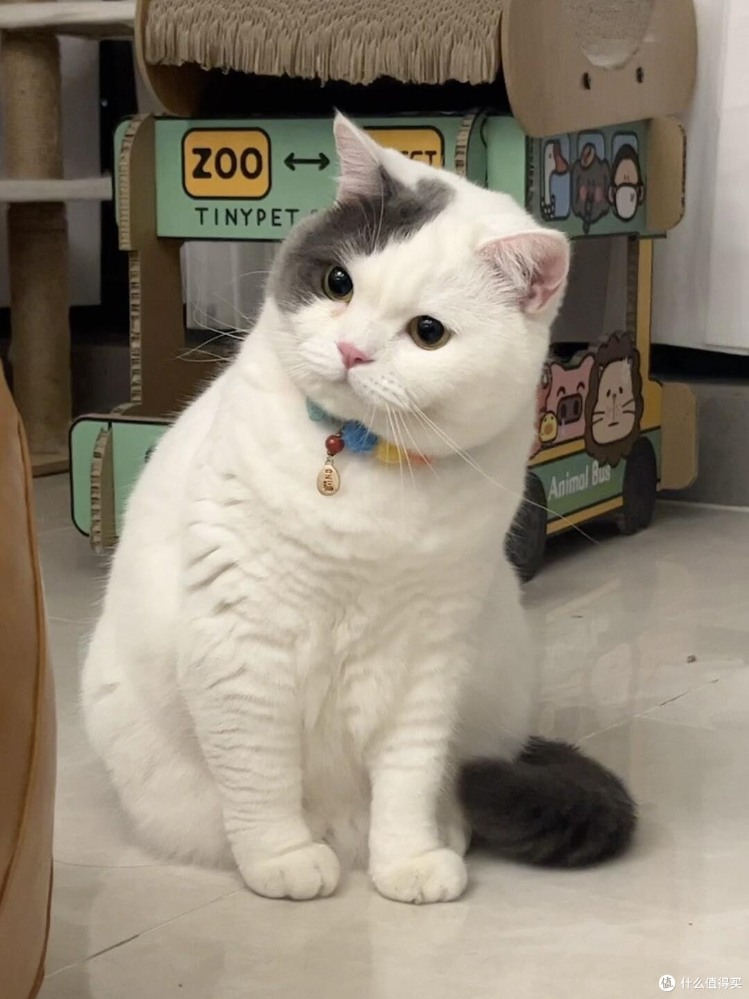 专属餐具与猫咪健康