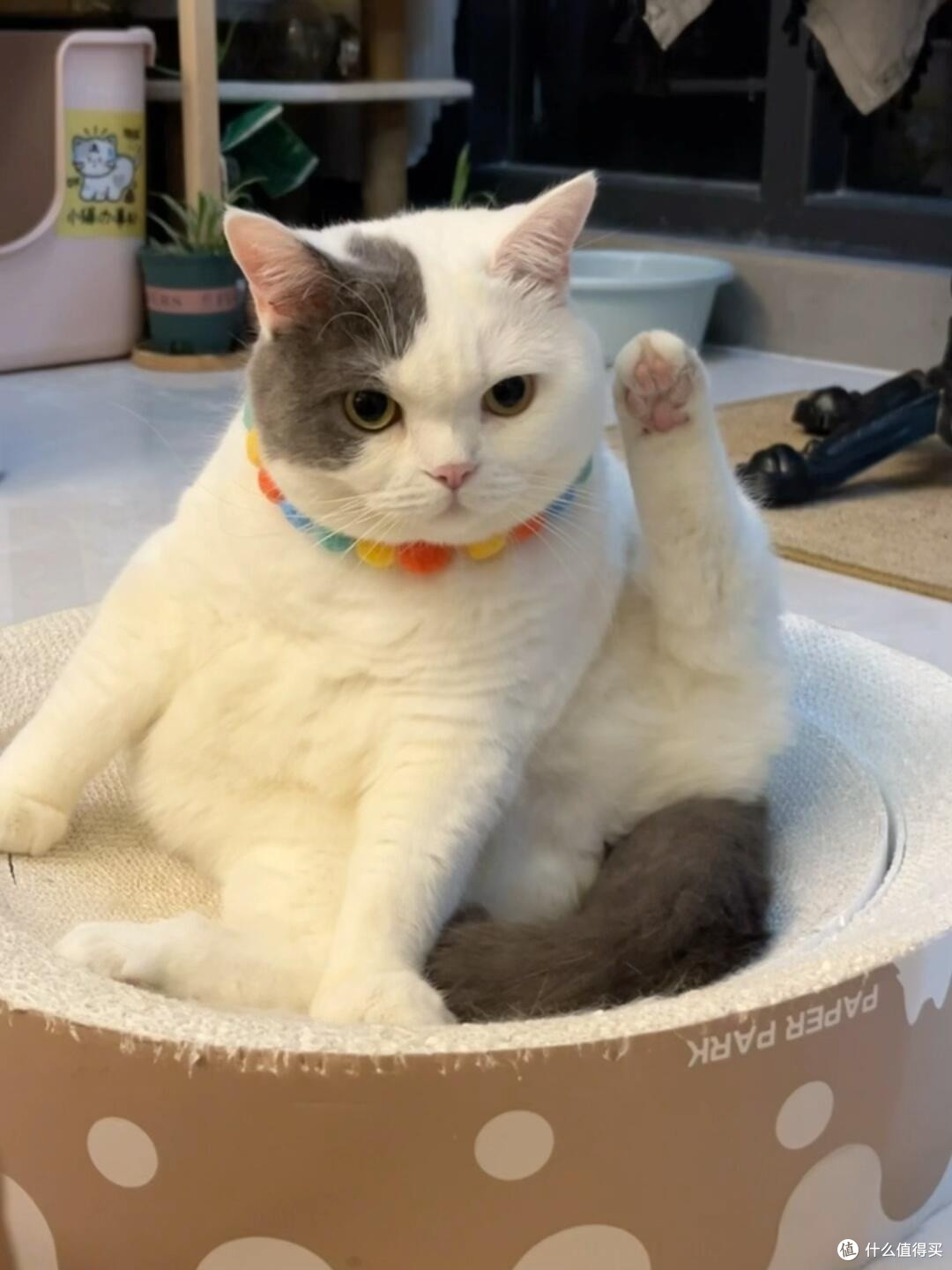 专属餐具与猫咪健康