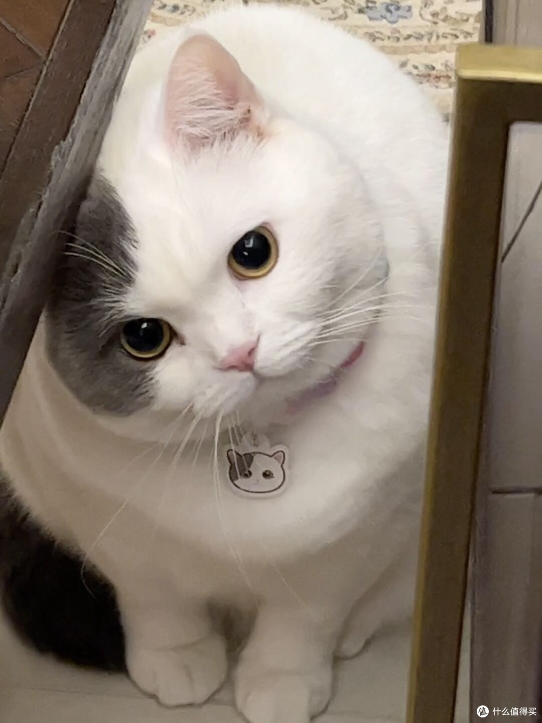 专属餐具与猫咪健康